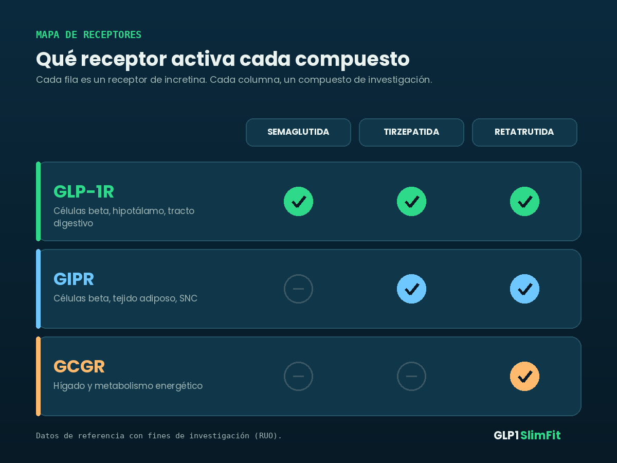 Mapa de receptores GLP-1R, GIPR y GCGR activados por semaglutida, tirzepatida y retatrutida